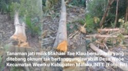 Tanaman Jati Milik Warga Desa Weoe-Malaka Diduga Kuat Dirusakkan Oknum Tak Bertanggungjawab