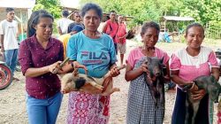 74 Warga Desa Taaba Terima Bantuan Ternak Babi dari Pemerintah Desa