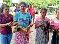 74 Warga Desa Taaba Terima Bantuan Ternak Babi dari Pemerintah Desa